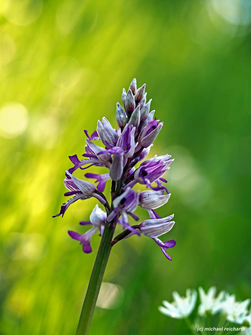 Helmknabenkraut Orchis miltaris