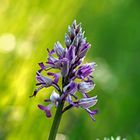 Helmknabenkraut Orchis miltaris