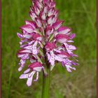 Helmknabenkraut - Orchis x hybr. (O.militarisxO.purpurea)