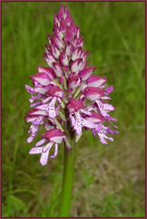 Helmknabenkraut - Orchis x hybr. (O.militarisxO.purpurea)