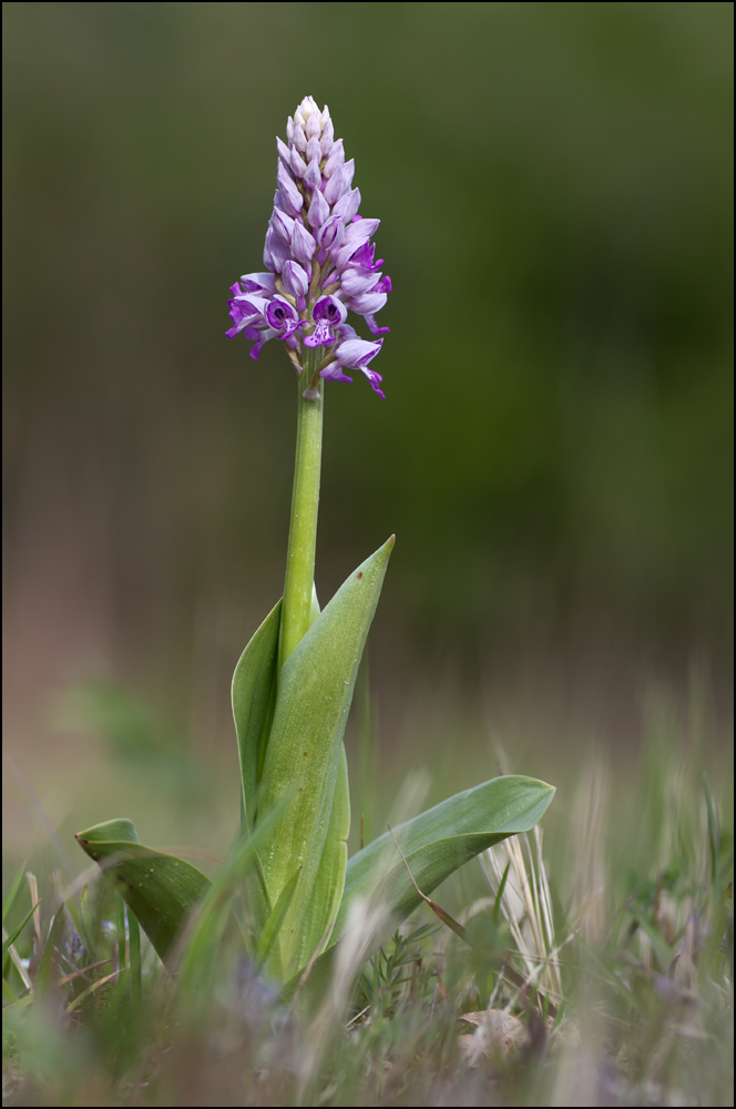 Helmknabenkraut(Heimische Orchidee)