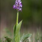 Helmknabenkraut(Heimische Orchidee)