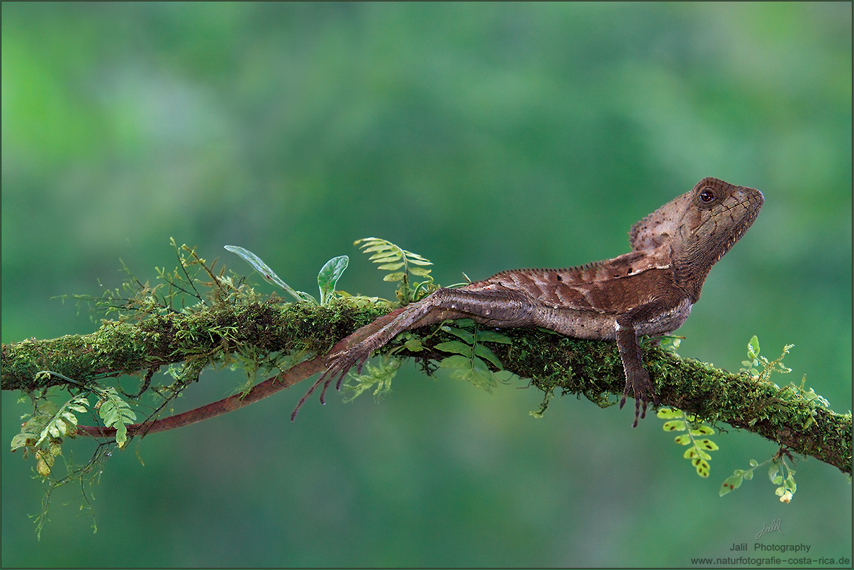 Helmleguan