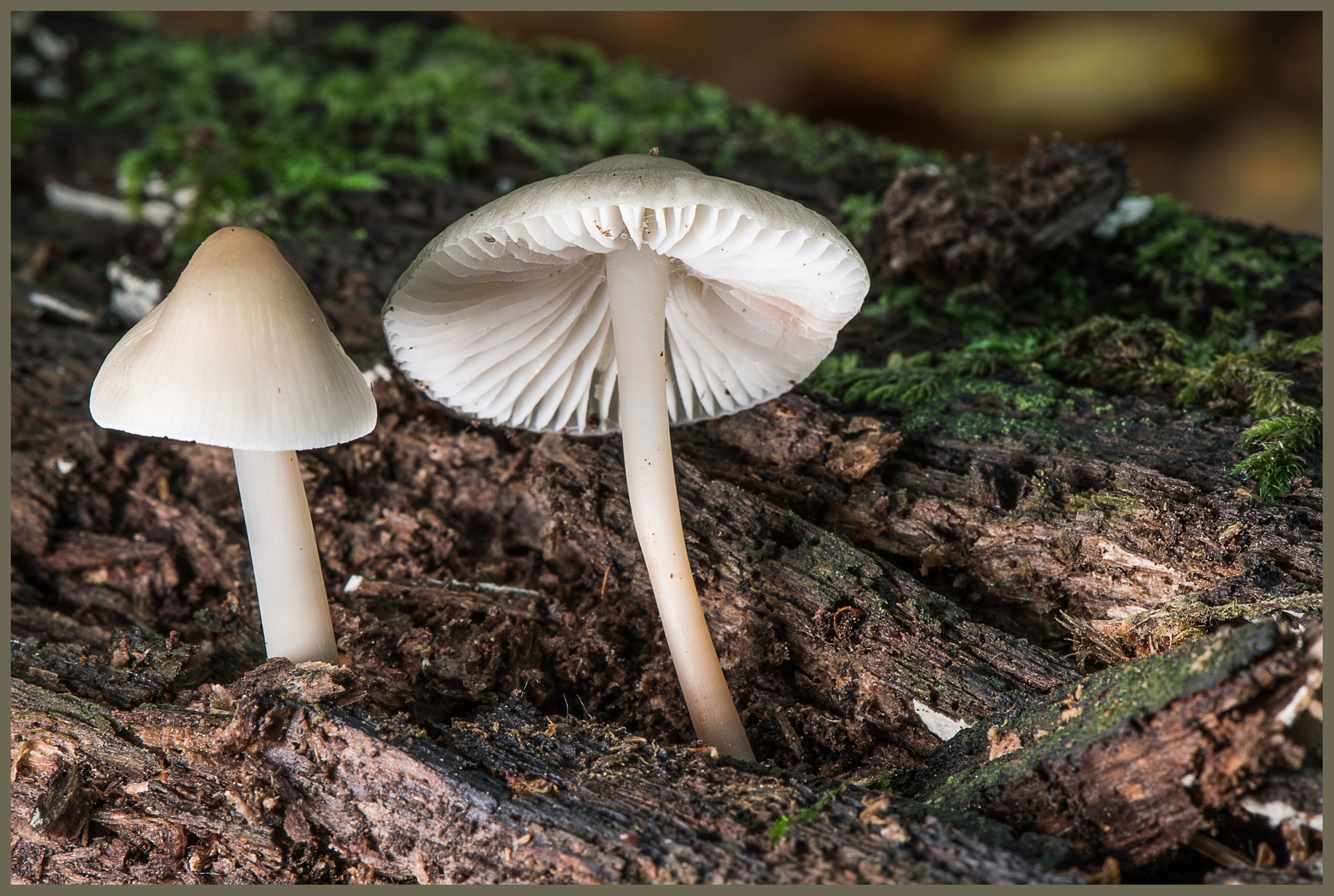Helmling Foto & Bild wald, natur, herbst Bilder auf