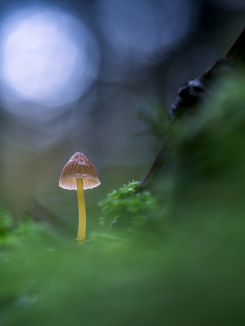 Helmling allein im Wald