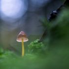 Helmling allein im Wald