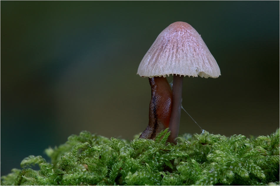 Helmling mit Schnecke....oder....