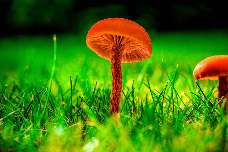 Helmling, Mycena-Pilz