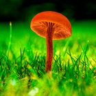 Helmling, Mycena-Pilz