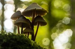 Helmlinge auf Tptholz im Spessart