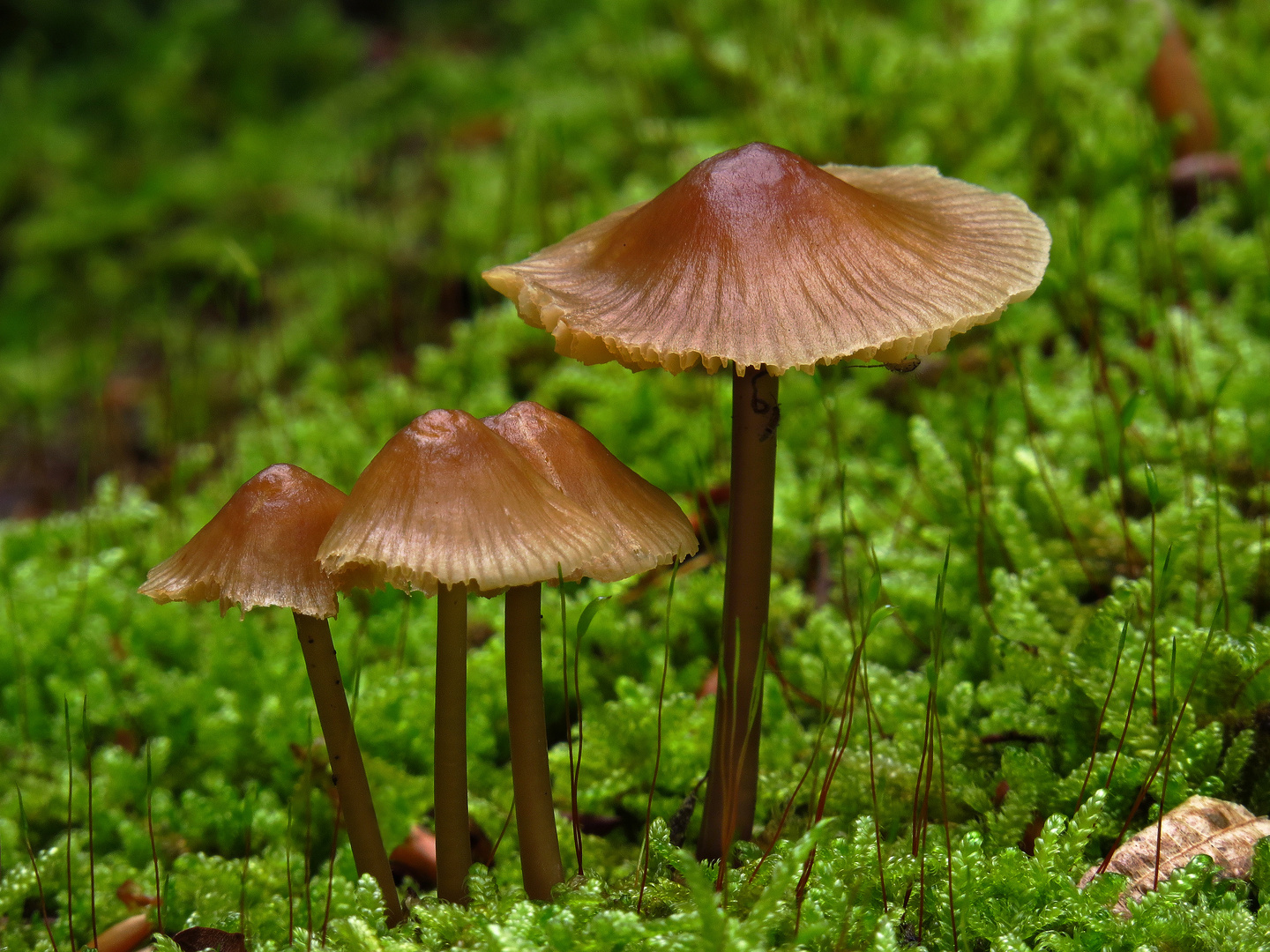 Helmlinge im  Arnsberger Wald