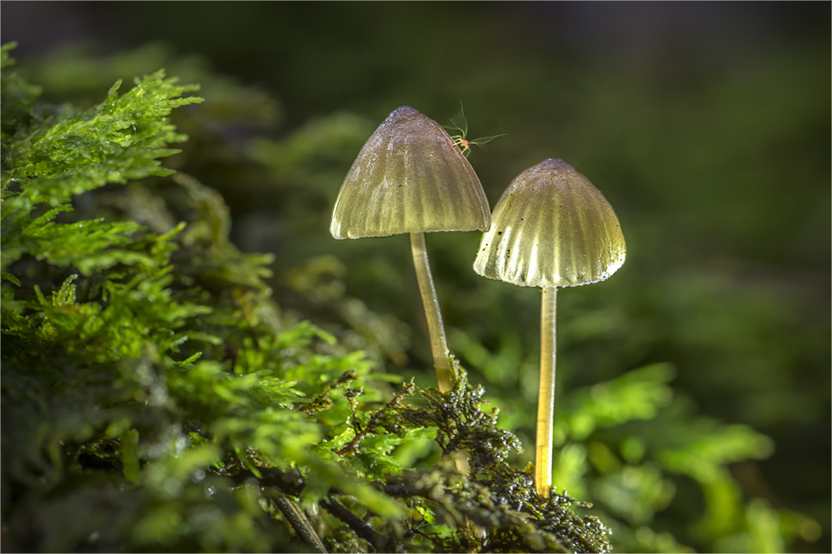 helmlinge mit waldfee