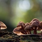 Helmlinge - Mycena