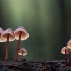 Helmlinge - Mycena