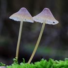 Helmlinge/ Mycena