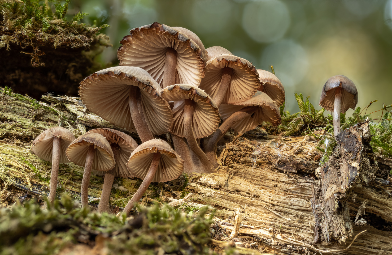 Helmlinge (Mycena)