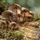 Helmlinge (Mycena)