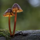 Helmlinge - Mycena