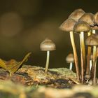 Helmlinge (Mycena spec.)