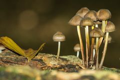 Helmlinge (Mycena spec.)