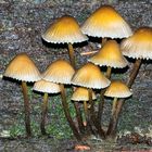 Helmlinge (Mycena spec.)