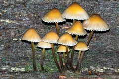 Helmlinge (Mycena spec.)