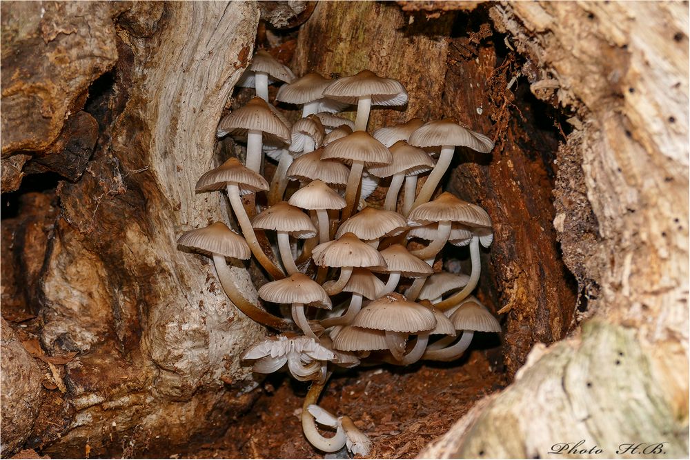 HELMLINGE versteckt im hohlen Baumstumpf