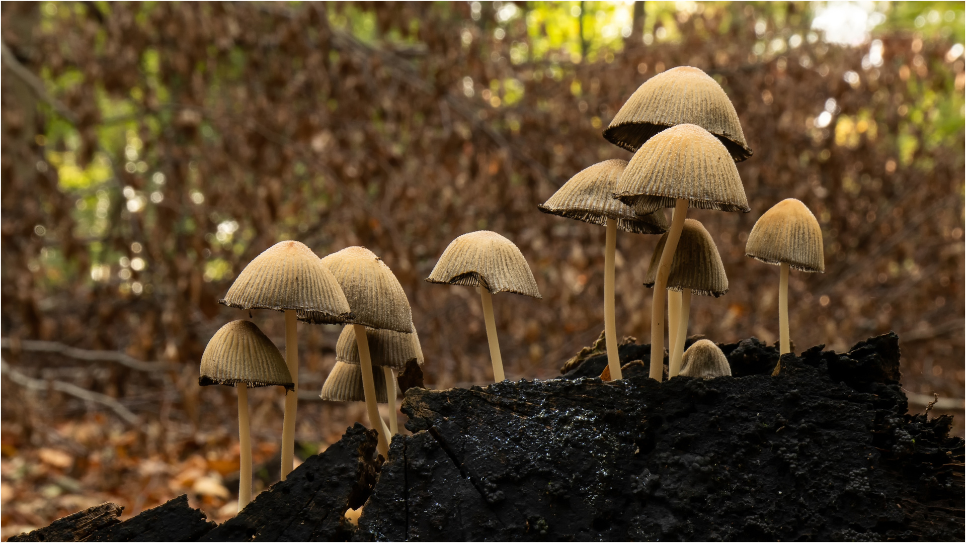 Helmlings-Grüppchen auf grottenschwarzen Holzstumpen  .....