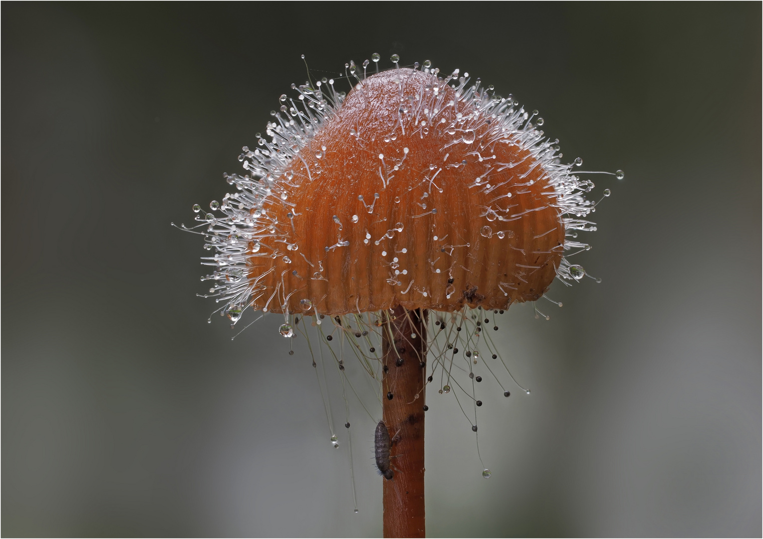 Helmlingsschimmel , Spinellus fusiger