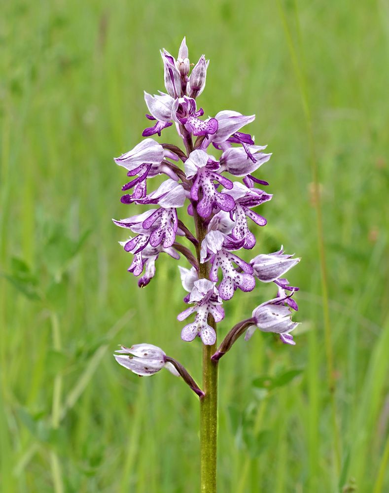 Helmorchis Foto & Bild wald, frühling, frühblüher Bilder auf