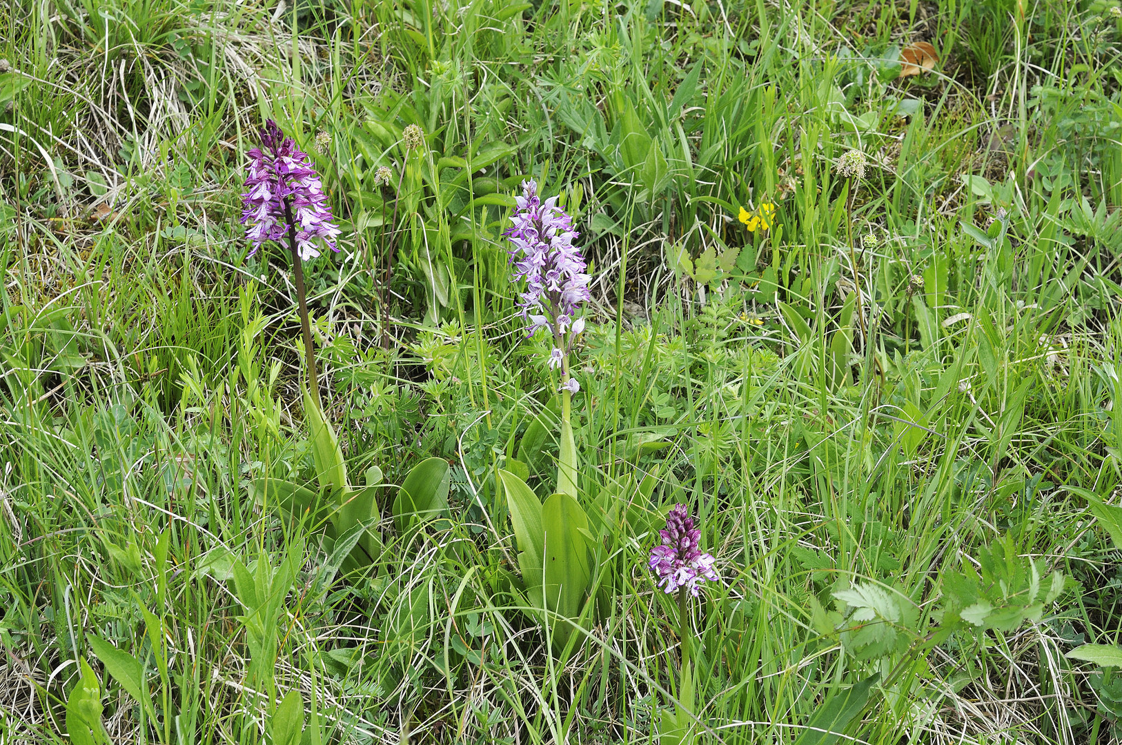 Helmorchis, O.militaris, mit zwei Hybriden