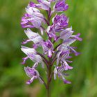 Helmorchis (Orchis militaris)