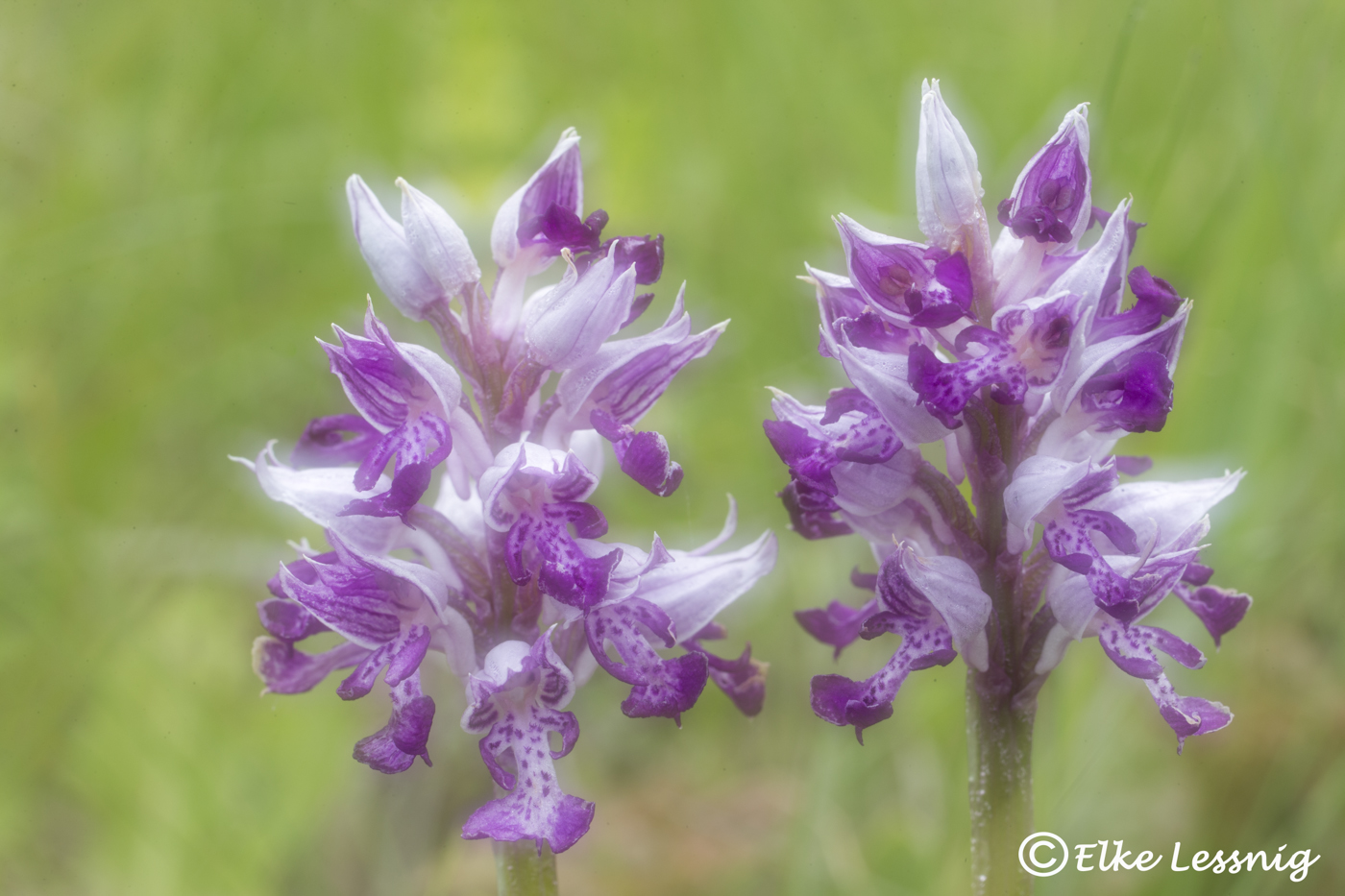 Helmorchis - Orchis militaris