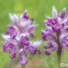 Helmorchis - Orchis militaris