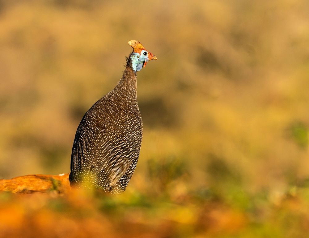 Helmperlhuhn