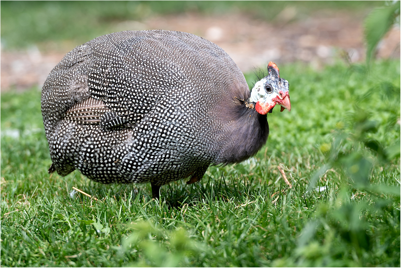 Helmperlhuhn