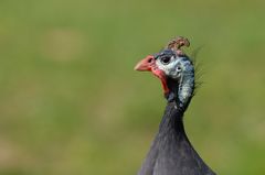 Helmperlhuhn