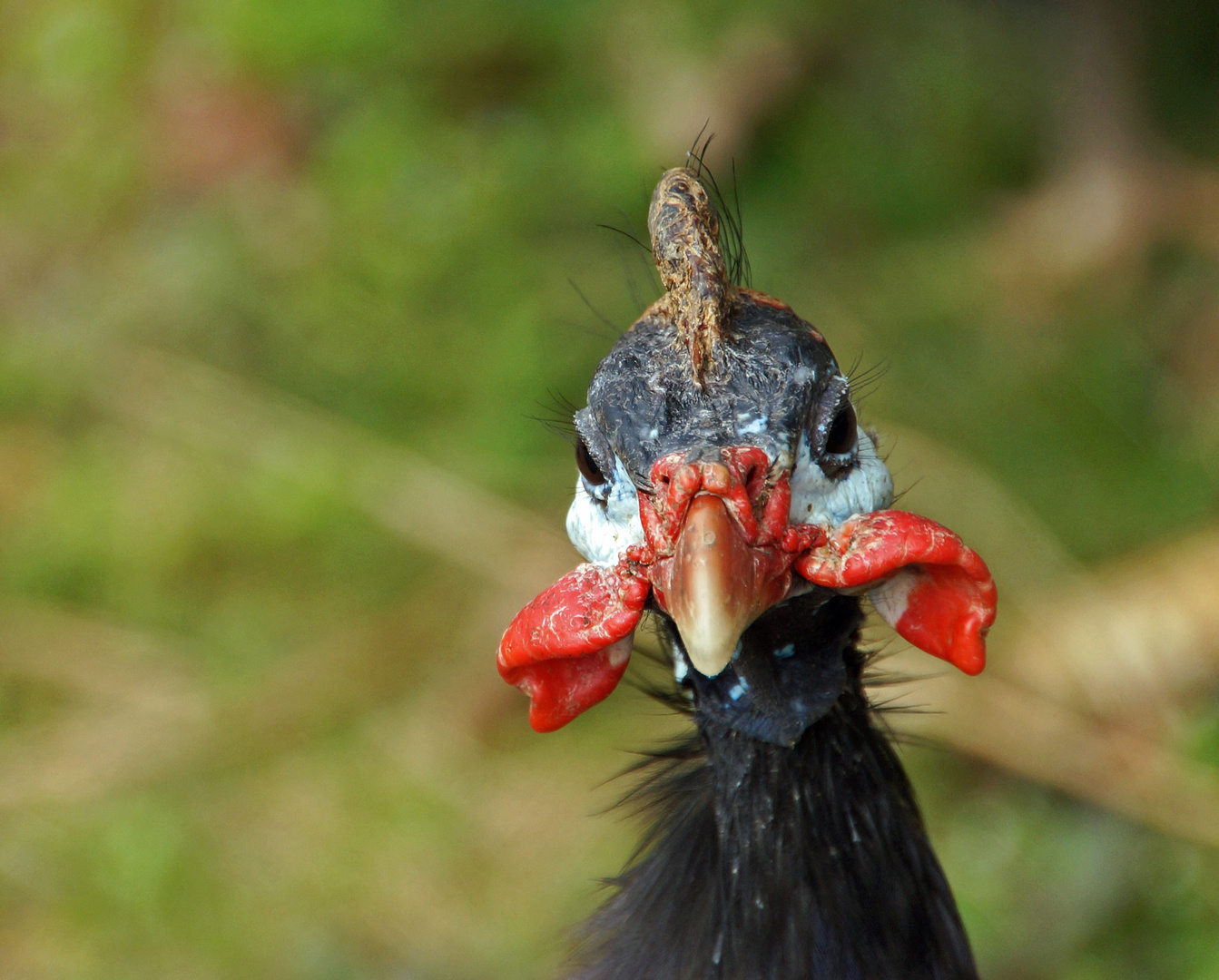 Helmperlhuhn 