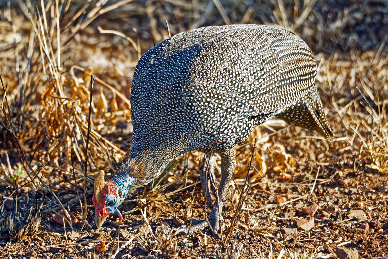 Helmperlhuhn