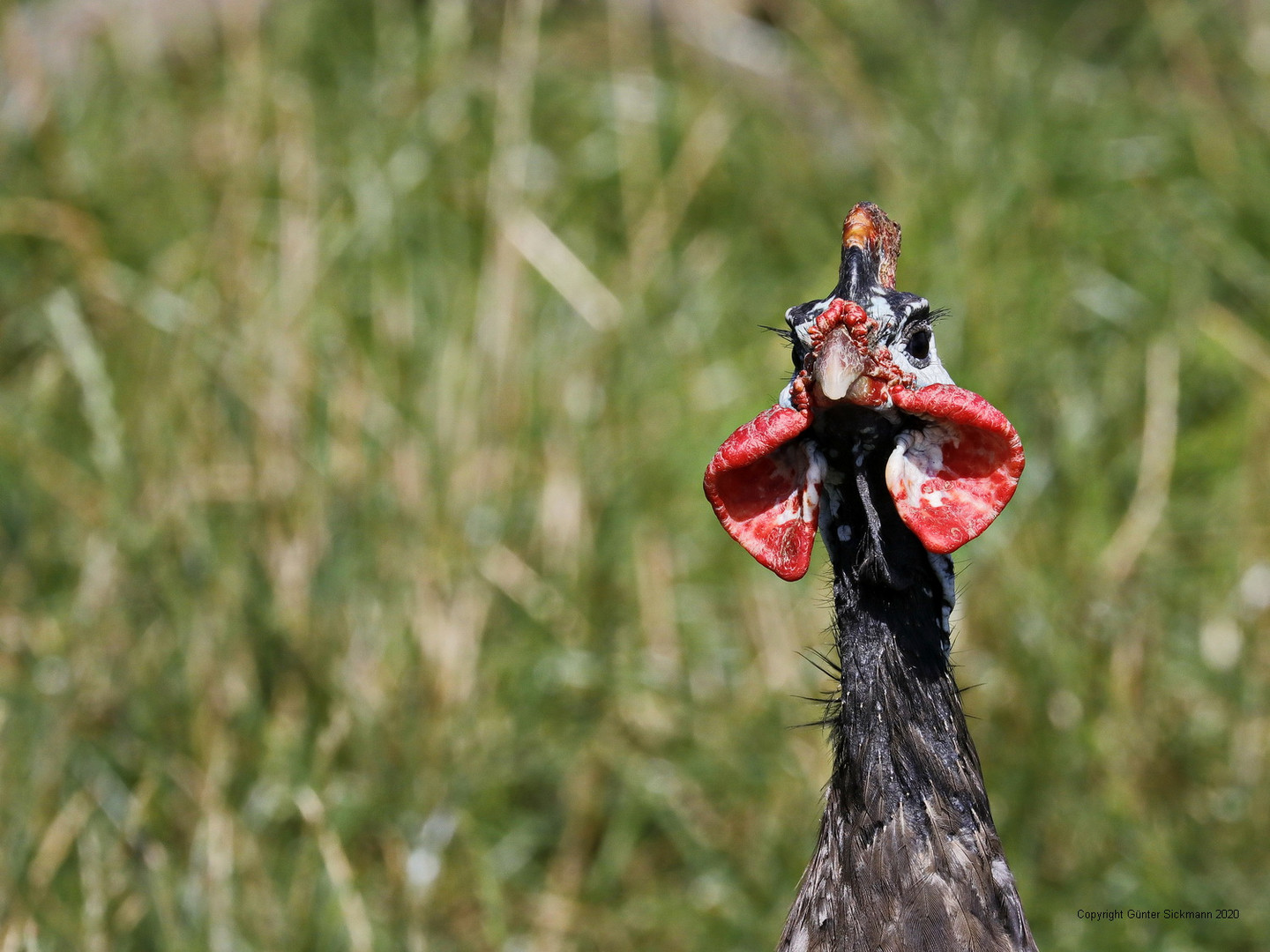 Helmperlhuhn.