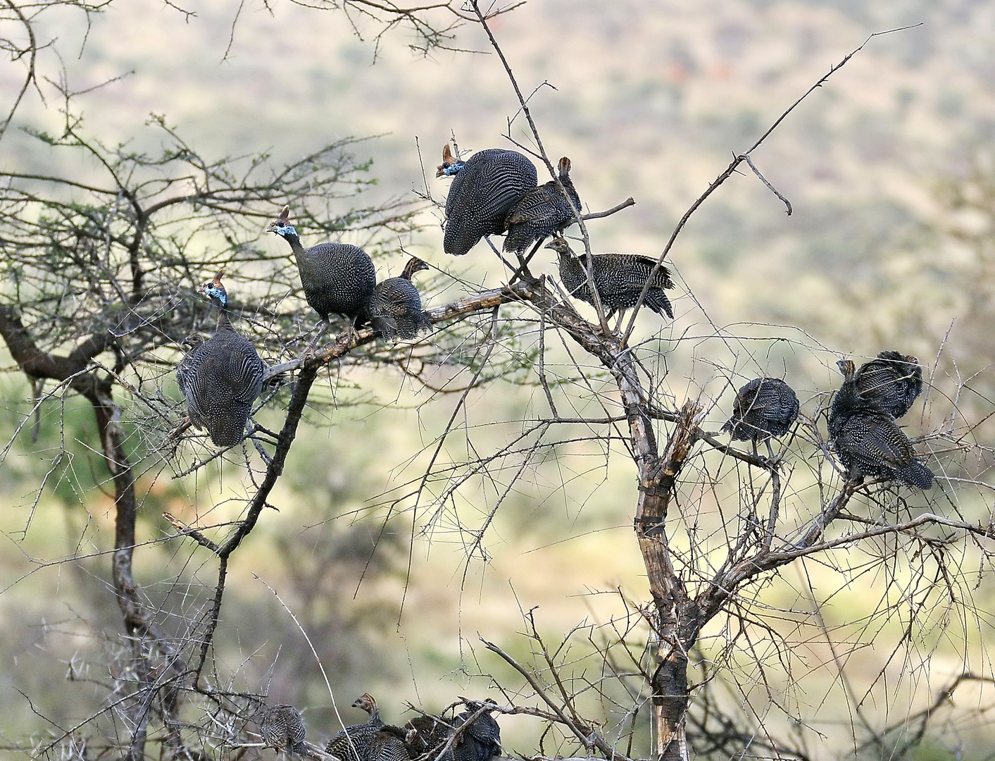 Helmperlhuhn - Bild 2