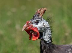 Helmperlhuhn