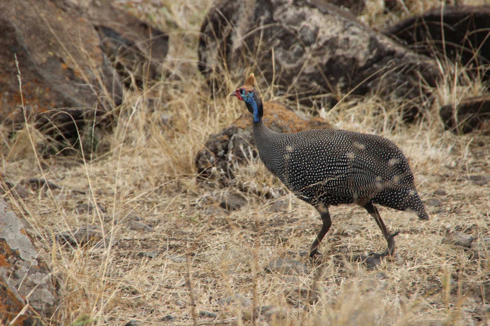 Helmperlhuhn - Helmeted Guineafowl