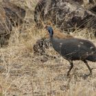 Helmperlhuhn - Helmeted Guineafowl