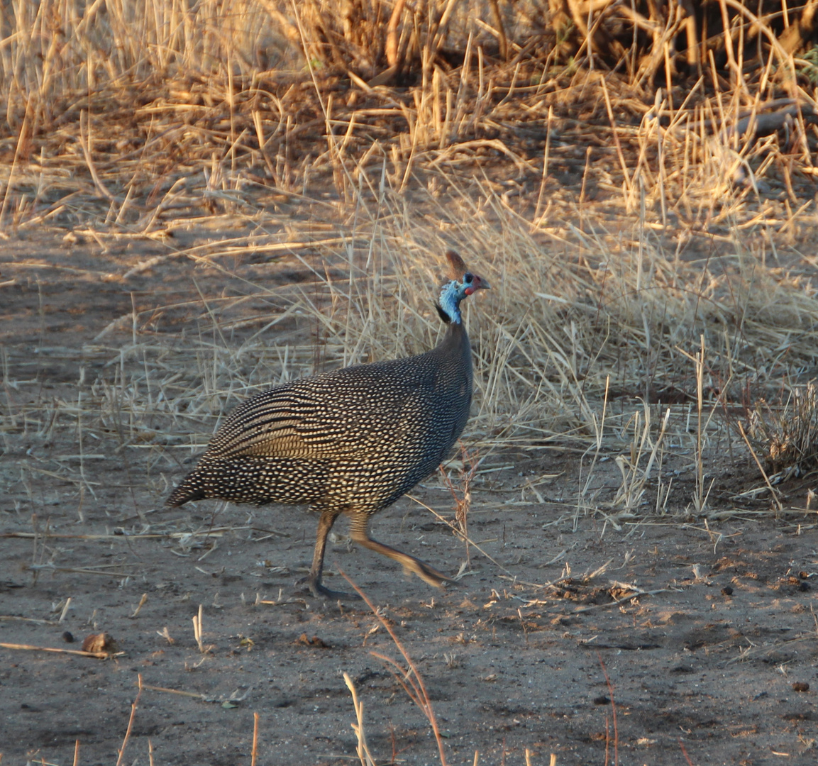 Helmperlhuhn  -  Helmeted Guineafowl