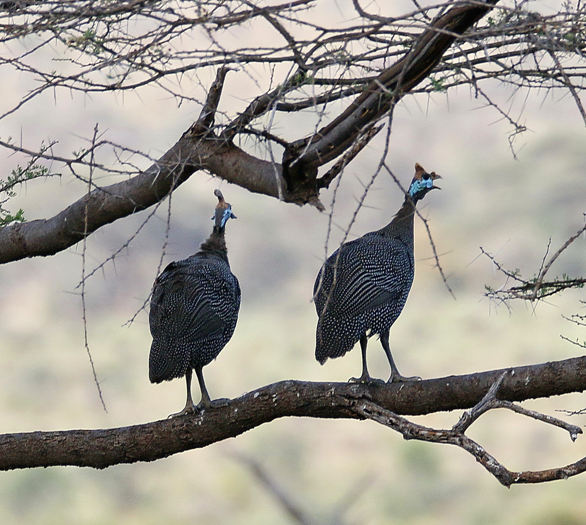 Helmperlhuhn - in höchster Aufregung - Bild 1