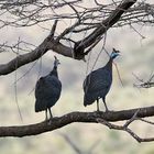 Helmperlhuhn - in höchster Aufregung - Bild 1