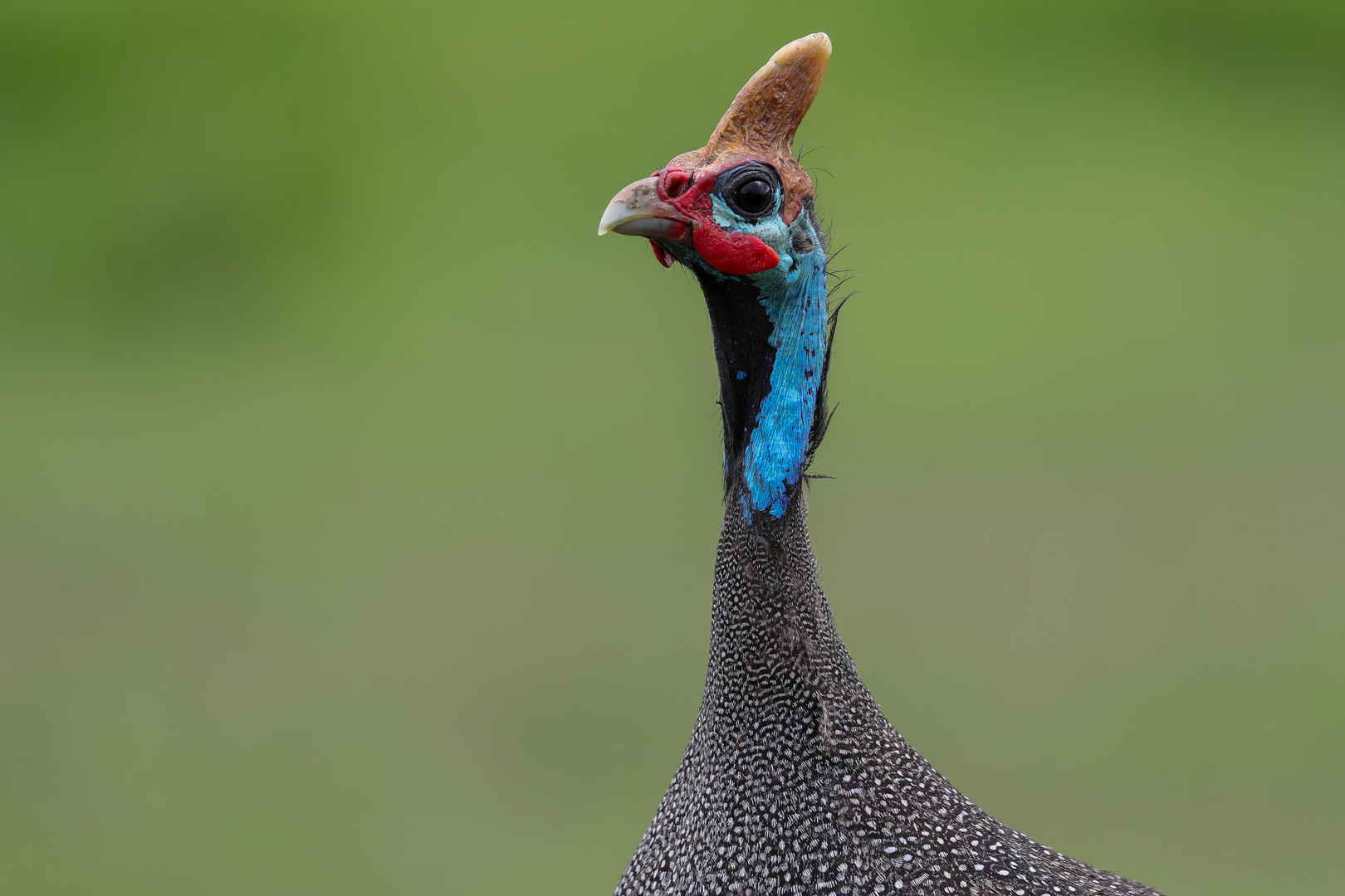 Helmperlhuhn (Numida meleagris)