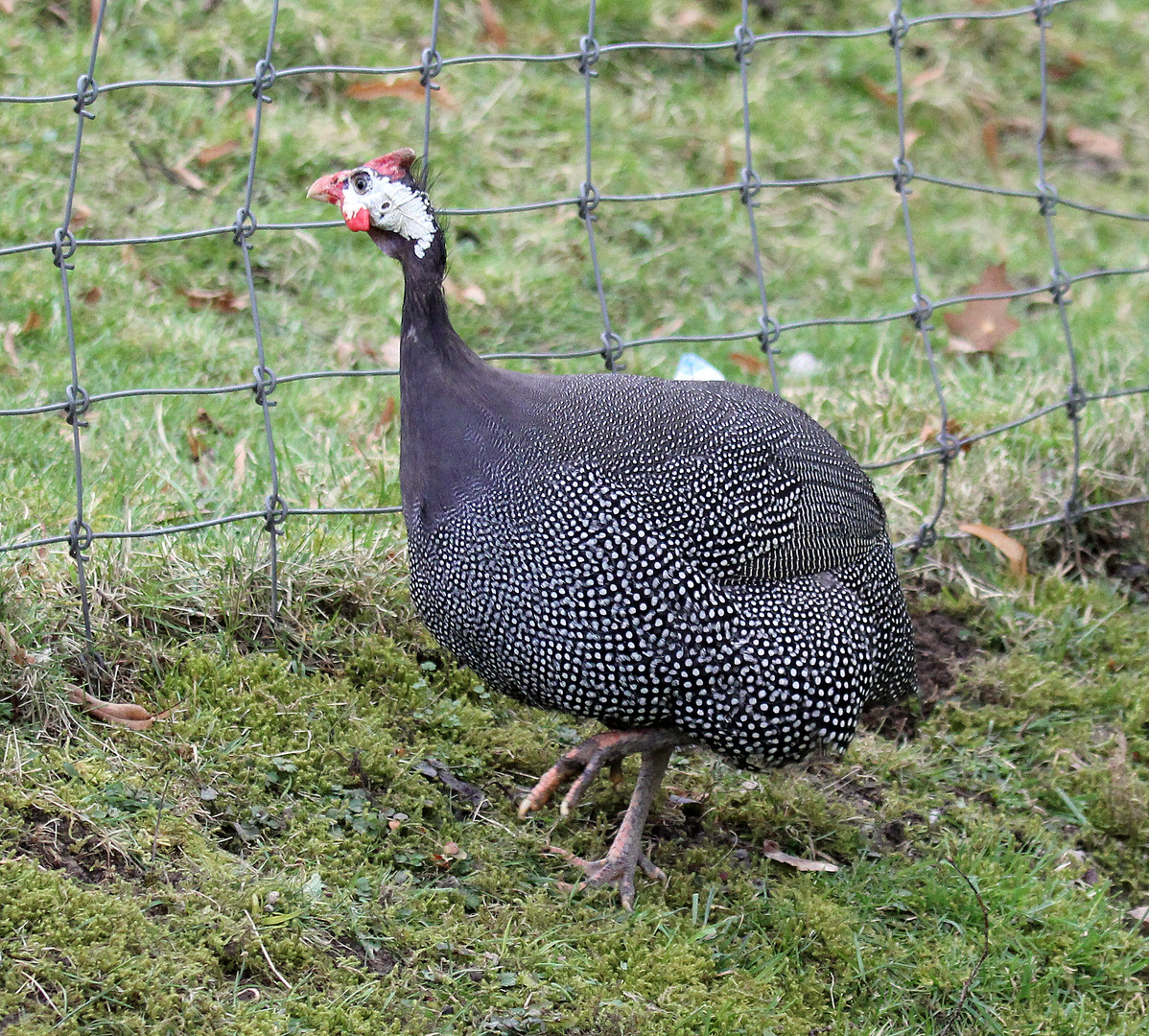 Helmperlhuhn -Numida meleagris-