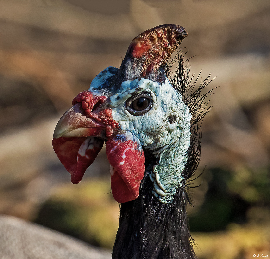 Helmperlhuhn seitenansicht!